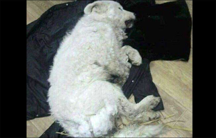 Cazul câinelui udat cu apă ca să îngheţe a ajuns până la Kremlin. Explicaţia stăpânului animalului