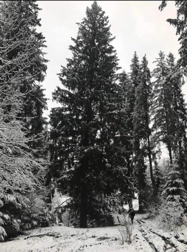 Un nou brad, adus la Chișinău. Cel anterior i-a dezamăgit pe moldoveni