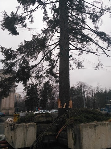 Brad de Crăciun din Chișinău