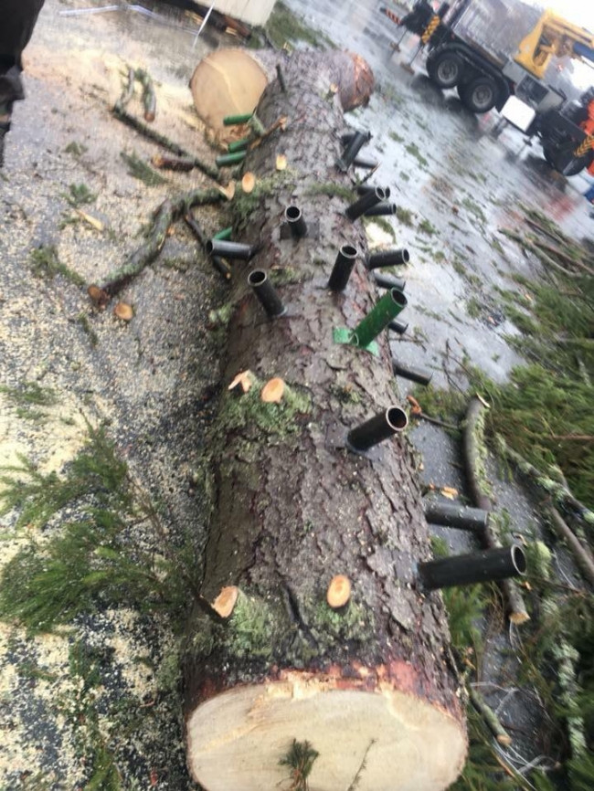 Brad de Crăciun din Chișinău