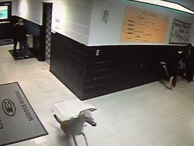 O căprioară a intrat într-o școală din Mississippi. Ce a urmat. VIDEO