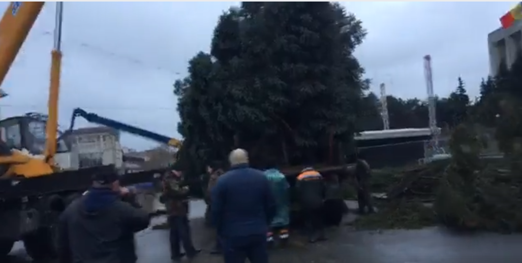 Nou brad la Chisinau