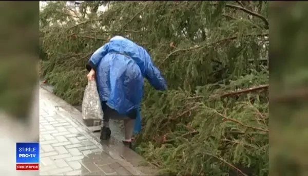 Un nou brad, adus la Chișinău. Cel anterior i-a dezamăgit pe moldoveni