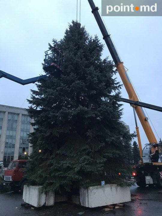 Brad de Crăciun din Chișinău