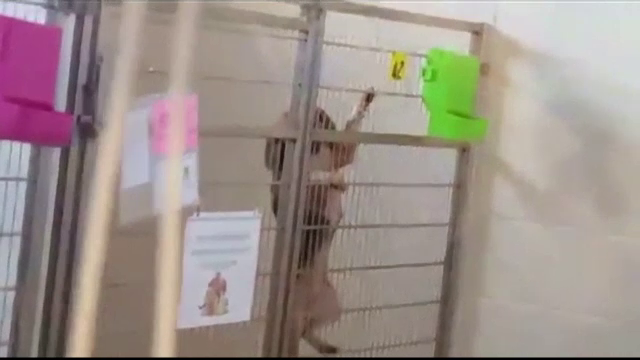 Cătețușa care a încercat să evadeze din țarc, virală pe internet