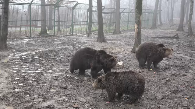 O familie de urși, relocată la Grădina Zoologică din Târgu Mureș. Animalele au trăit în condiții improprii