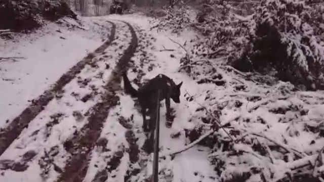 Abandonat de un prieten pe munte, un bărbat din Mureş a murit. Ce căutau în pădure