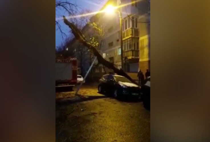 Un copac de peste 20 de m înălțime, prăbușit peste o mașină, în Oradea