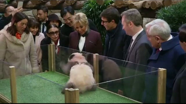 Un pui de panda, deloc impresionat de Prima Doamnă a Franţei. Reacţia lui când a văzut-o
