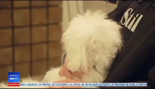 Soluția proprietarilor britanici pentru a face față concurenței: animalele de companie