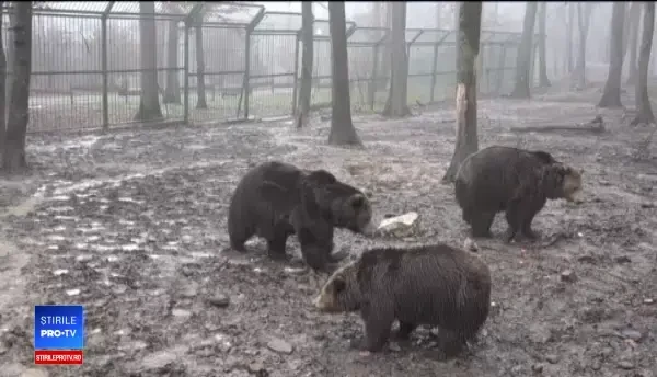 O familie de urși, relocată la Grădina Zoologică din Târgu Mureș. Animalele au trăit în condiții improprii