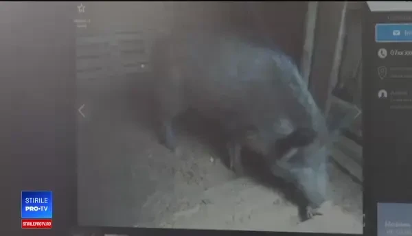 Aveţi grijă de unde cumpăraţi carne de mistreț. Recomandările autorităților