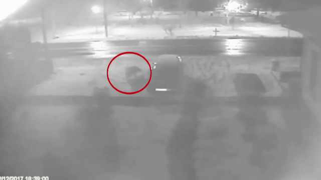 Un urs se plimbă nestingherit pe străzile unei comune din Argeș