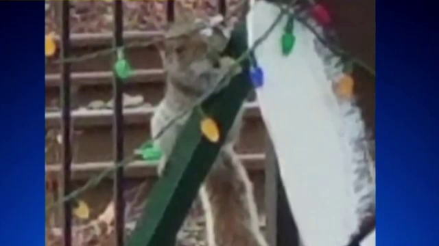 „Grinch cu blăniță” a stins luminile de Crăciun dintr-un oraș din SUA