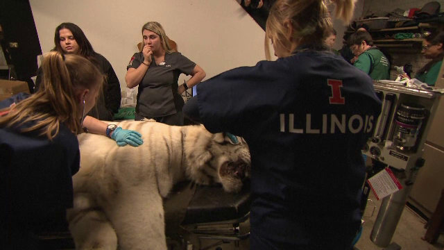 Un tigru și un leu dintr-un parc natural, vizitați de dentiști