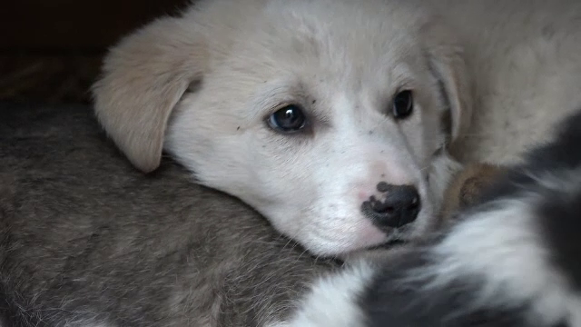 „Adoptă un câine de Moș Nicolae”, îndemnul unui adăpost din Târgu Mureș