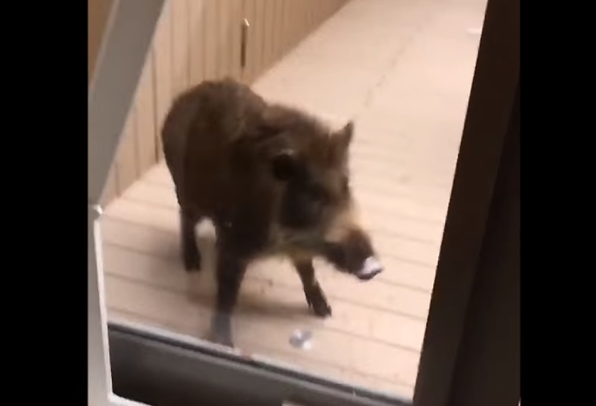 Doi mistreţi au provocat panică într-un liceu din Japonia, în ziua examenelor. VIDEO