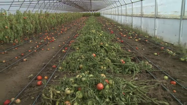 Cantități imense de vegetale, aruncate de gospodari după culegerea recoltei