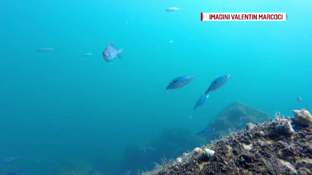 Zeci de specii de pești au revenit în Marea Neagră după ani de absență. Biologii spun că s-a redus poluarea