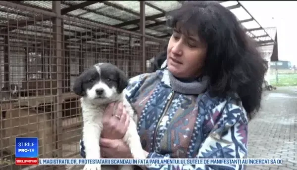 Adoptă un câine de Moș Nicolae, îndemnul unui adăpost din Târgu Mureș