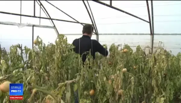 Cantități imense de vegetale, aruncate de gospodari după culegerea recoltei