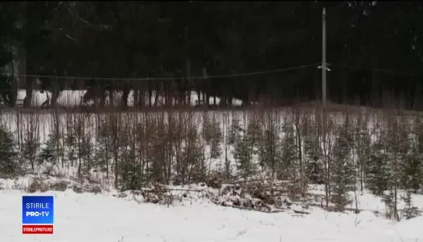 Românii preferă brazii de import pentru că sunt mai rezistenți. Prețurile la care se vând