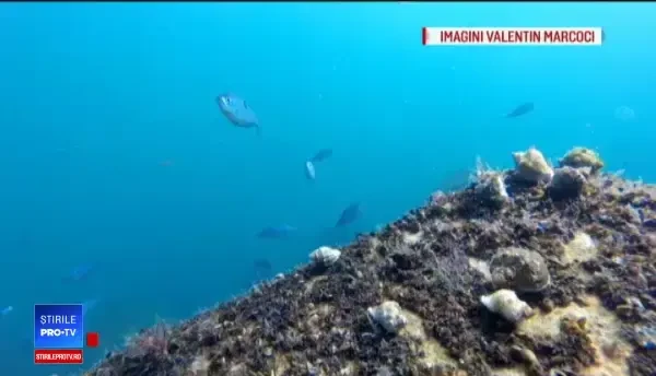 Zeci de specii de pești au revenit în Marea Neagră după ani de absență. Biologii spun că s-a redus poluarea