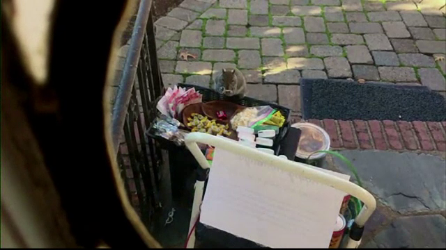 O veveriță, principalul suspect de furt. Cum a „pedepsit-o” stăpâna casei