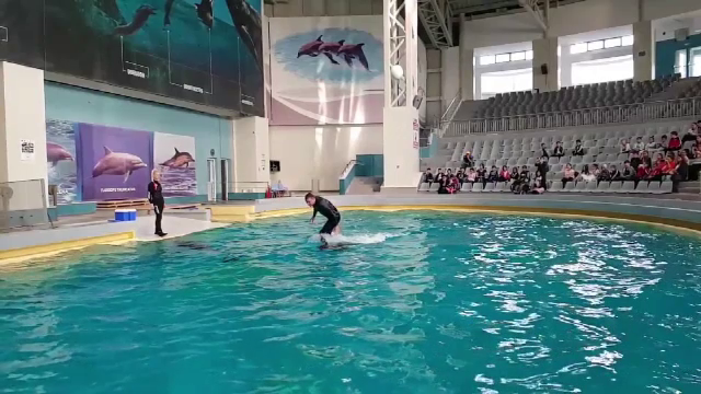 Ni-Ni şi Chen-Chen, vedetele Delfinariului din Constanța, lucrează zilnic. Ce pregătesc pentru noul sezon estival