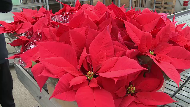 Planta pe care tot mai mulți români o vor în casă de Crăciun. Ce simbolizează ”Steaua Crăciunului”