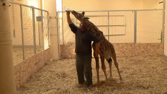 Un pui de girafă abandonat de mamă la naștere, vedetă la Zoo și pe Facebook