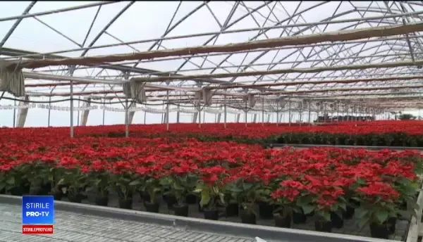 Planta pe care tot mai mulți români o vor în casă de Crăciun. Ce simbolizează ”Steaua Crăciunului”