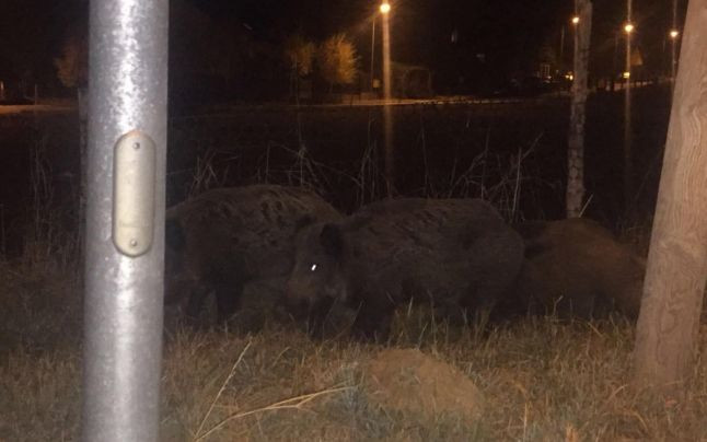 Turmă de mistreți surprinsă de camere într-un cartier din Săcele