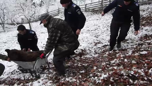 Un pui de urs a agonizat câteva ore, după ce a rămas blocat într-un lanț