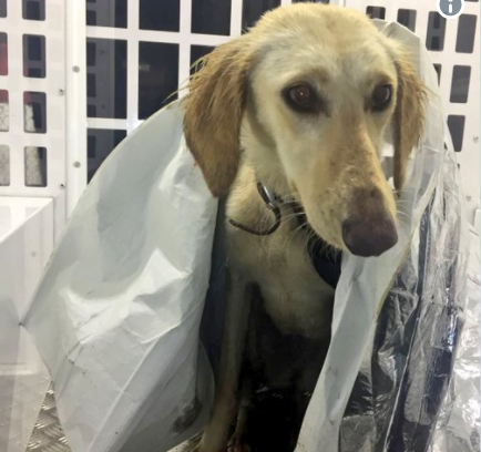 Incendiu provocat de un câine, la o locuință din Timiș