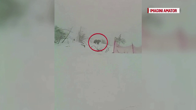 Ursul ”Clopoțel”, căutat de vânători pentru a fi omorât