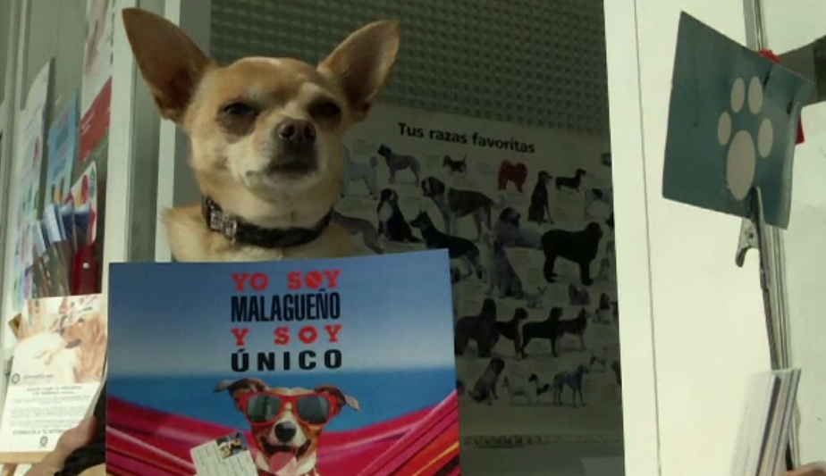 Măsurile luate de spanioli pentru ca stăpânii de câini să curețe excrementele de pe stradă