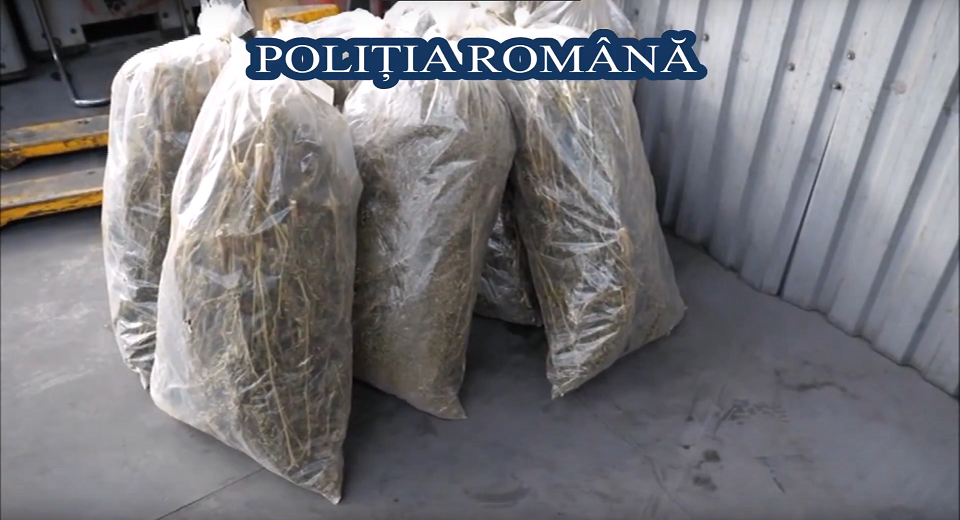 Poliţia Română a distrus peste o tonă de droguri. Captură uriaşă de frunze "khat"