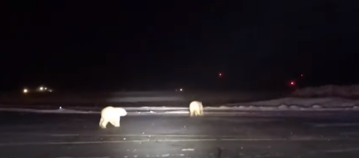 Doi urși polari, surprinși pe un aeroport din Alaska. VIDEO