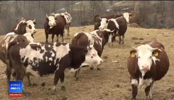 Șapte fermieri români, acreditați să producă alimente cu etichetă montană: „Totul e natural”