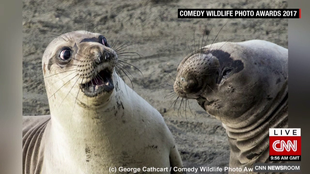 Competiție neobișnuită de fotografie. Ipostazele în care au fost surprinse