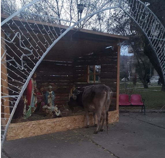 Imaginea care a devenit virală. O vacă „se înfruptă” dintr-o iesle, în Moreni