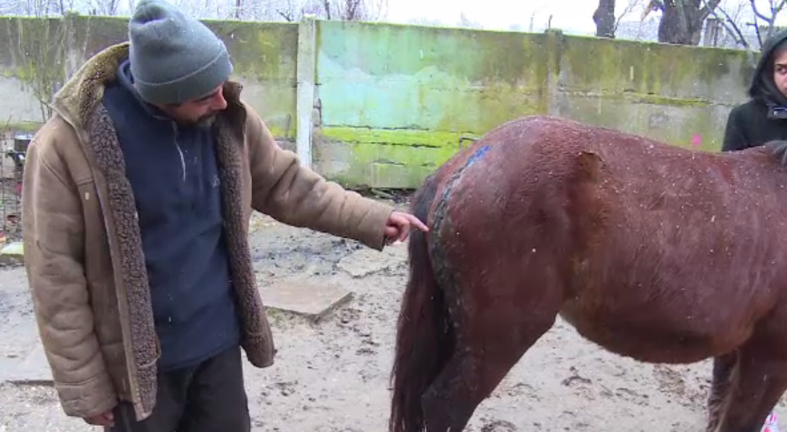 Bărbat acuzat că i-a torturat caii unui vecin, după ce ar fi intrat în grădina sa