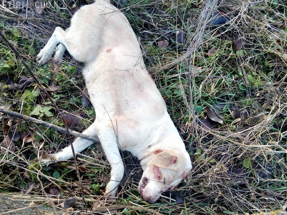 Cățelușă împușcată, găsită agonizând în județul Cluj. Mister în jurul incidentului