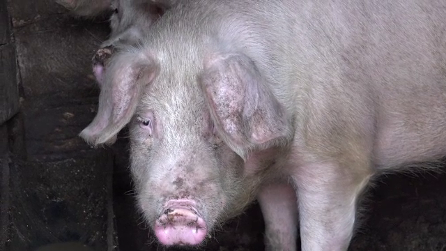 Crescătorii de porci din satele din Mureș își negociază marfa direct din gospodărie