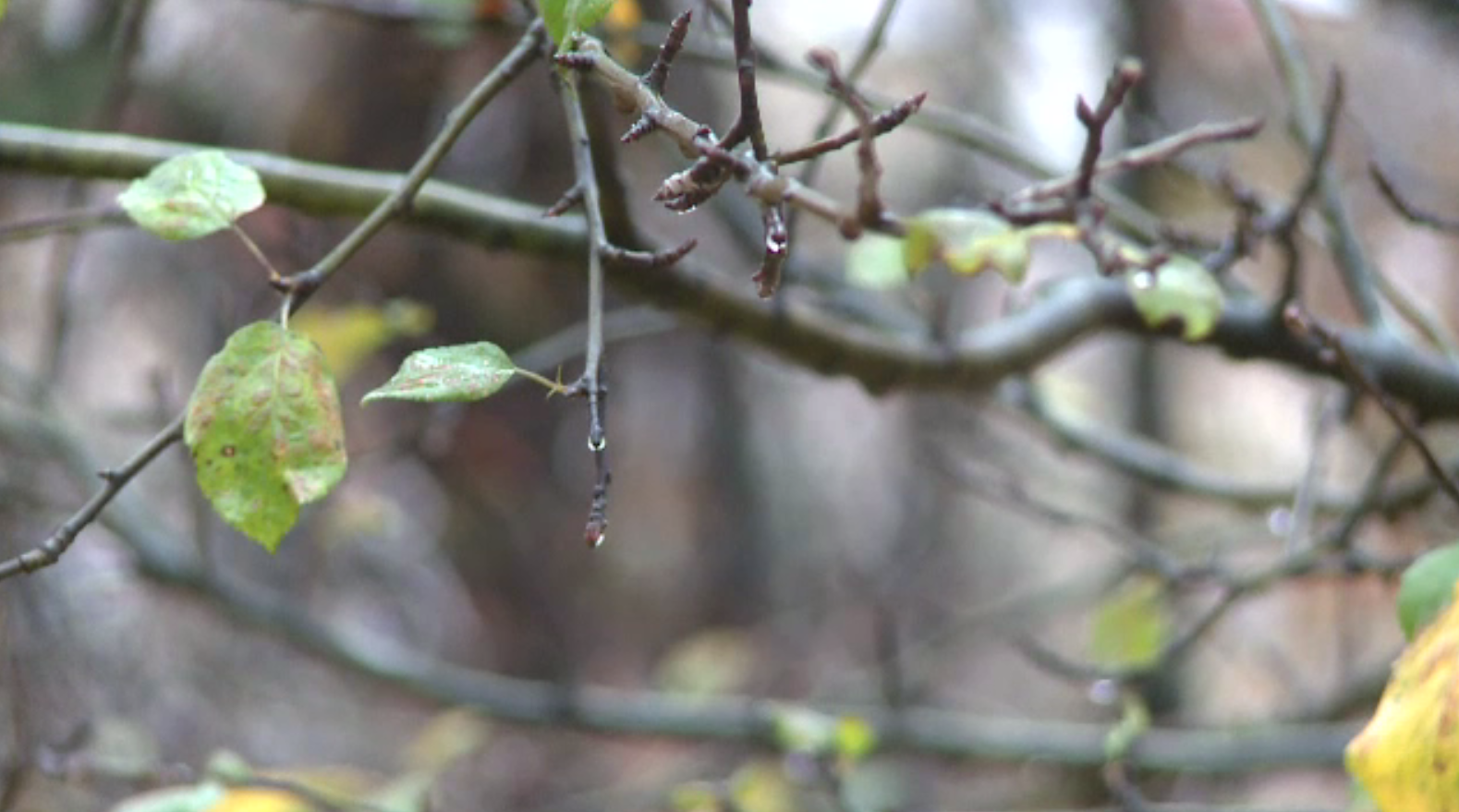 Temperaturi de primăvară anunțate de Crăciun. Cum va fi vremea până la Revelion