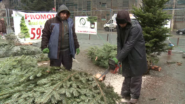 Comercianții au început să vândă pomi de Crăciun în rate fixe. La ce prețuri au ajuns brazii