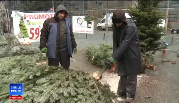Comercianții au început să vândă pomi de Crăciun în rate fixe. La ce prețuri au ajuns brazii
