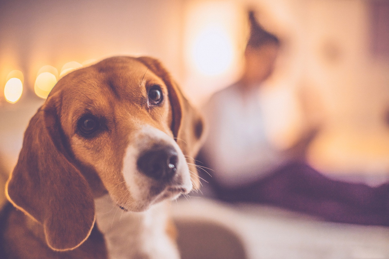 Primului român condamnat de o instanţă la închisoare cu executare pentru că a omorât un câine