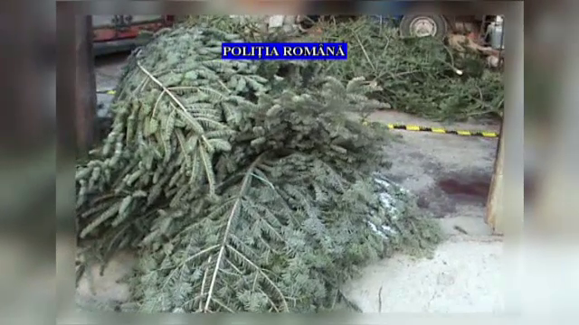 Brazii de Crăciun, afacere profitabilă pentru 3 hoți, care furau „la comandă”